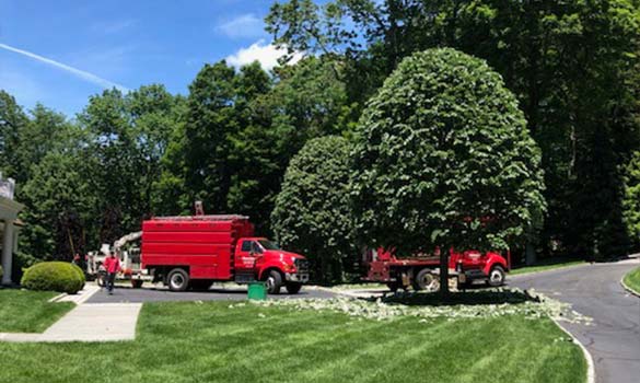 Tree Shrub Care Aside Image